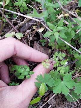 Imagem de Chaerophyllum tainturieri var. tainturieri