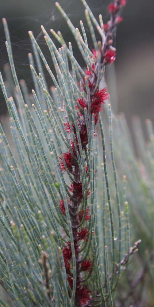 Image of Allocasuarina humilis (Otto & A. Dietr.) L. A. S. Johnson