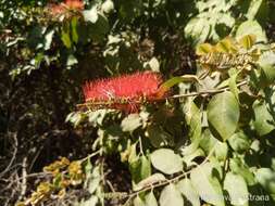 Combretum fruticosum (Loefl.) Stuntz resmi