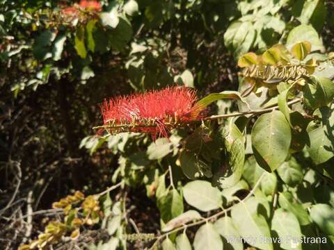 Image of Combretum fruticosum (Loefl.) Stuntz