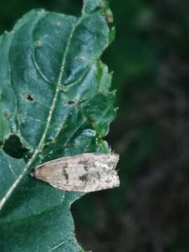 Choristoneura murinana Hübner 1800 resmi