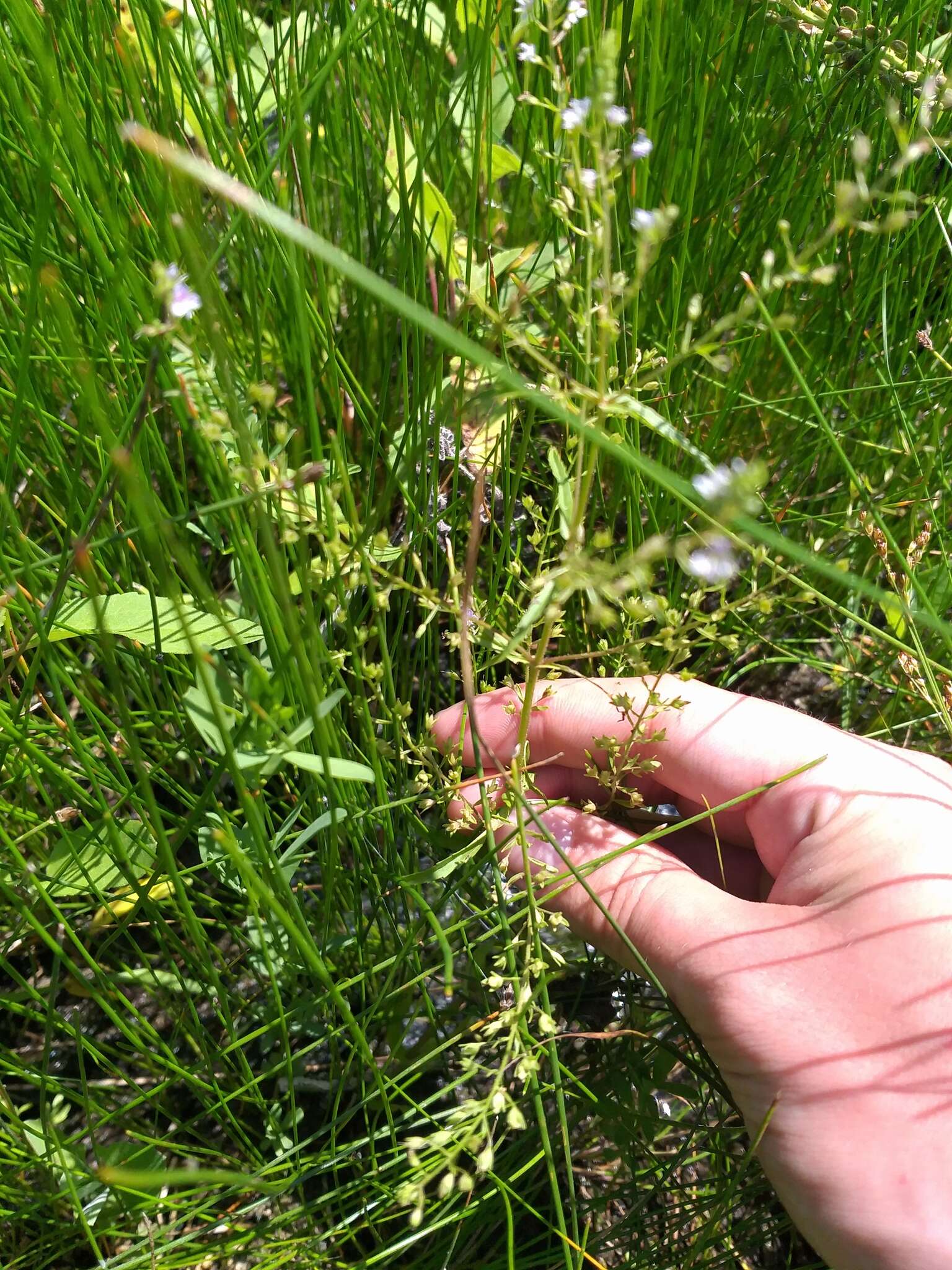 Veronica anagalloides Guss.的圖片