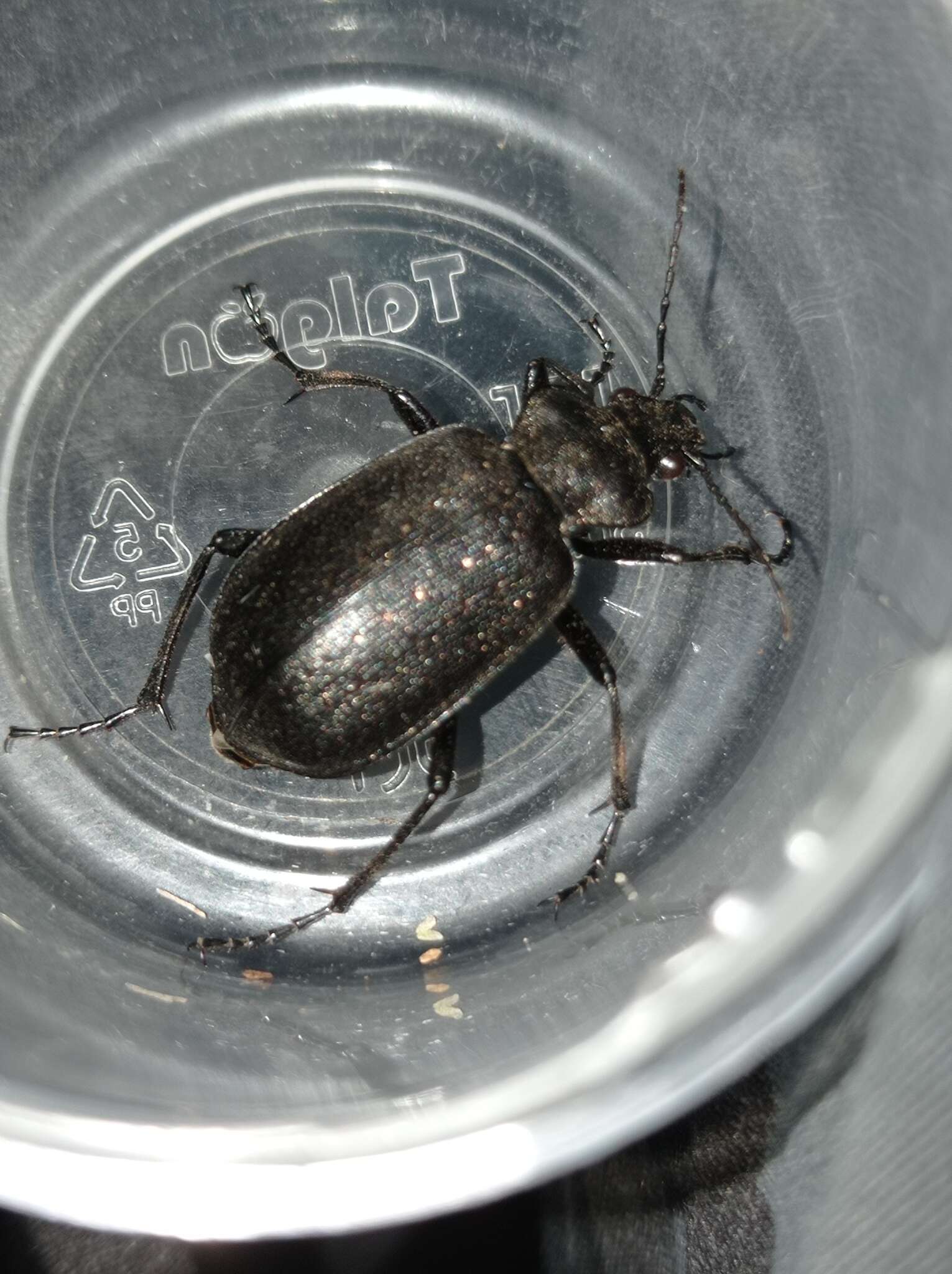 Слика од Calosoma (Caminara) denticolle Gebler 1833