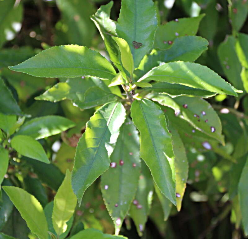 Image of Melicytus ramiflorus subsp. ramiflorus