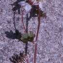 صورة Thalictrum sparsiflorum var. richardsonii (Gray) Boivin
