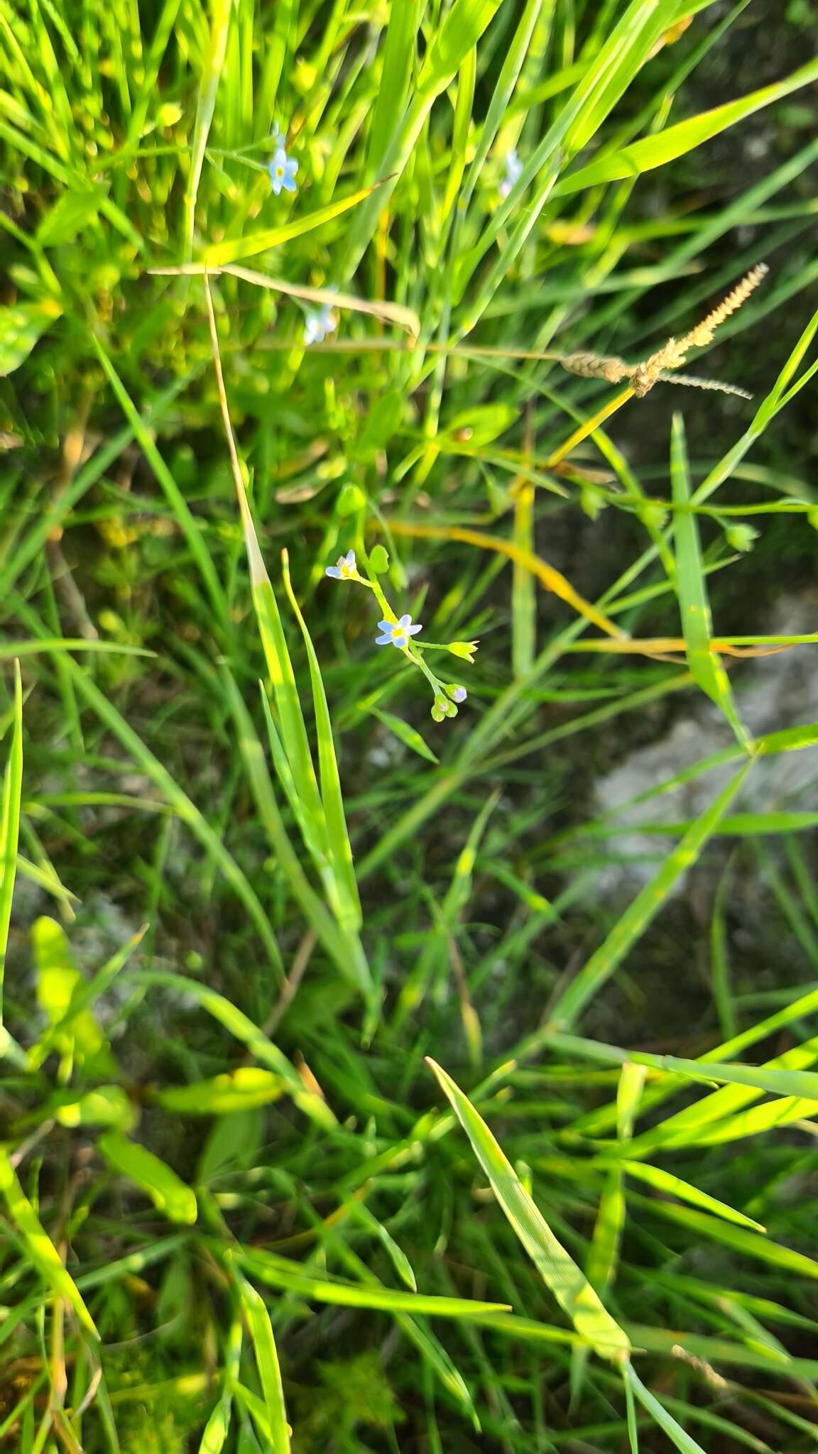 Image of Myosotis laxa subsp. cespitosa (C. F. Schultz) Nordh.