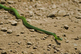 Image of Green Parrot Snake