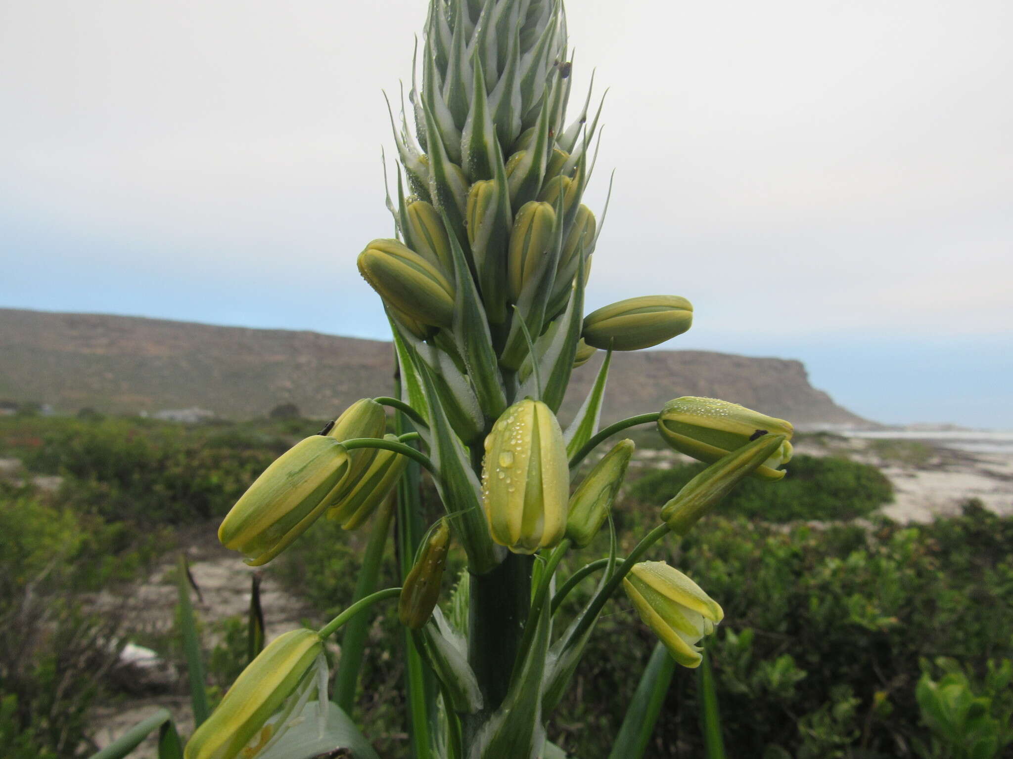 Image of Albuca grandis J. C. Manning & Goldblatt