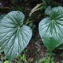 Image of Begonia silletensis (A. DC.) C. B. Clarke