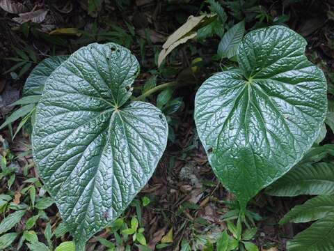 Image of Begonia silletensis (A. DC.) C. B. Clarke