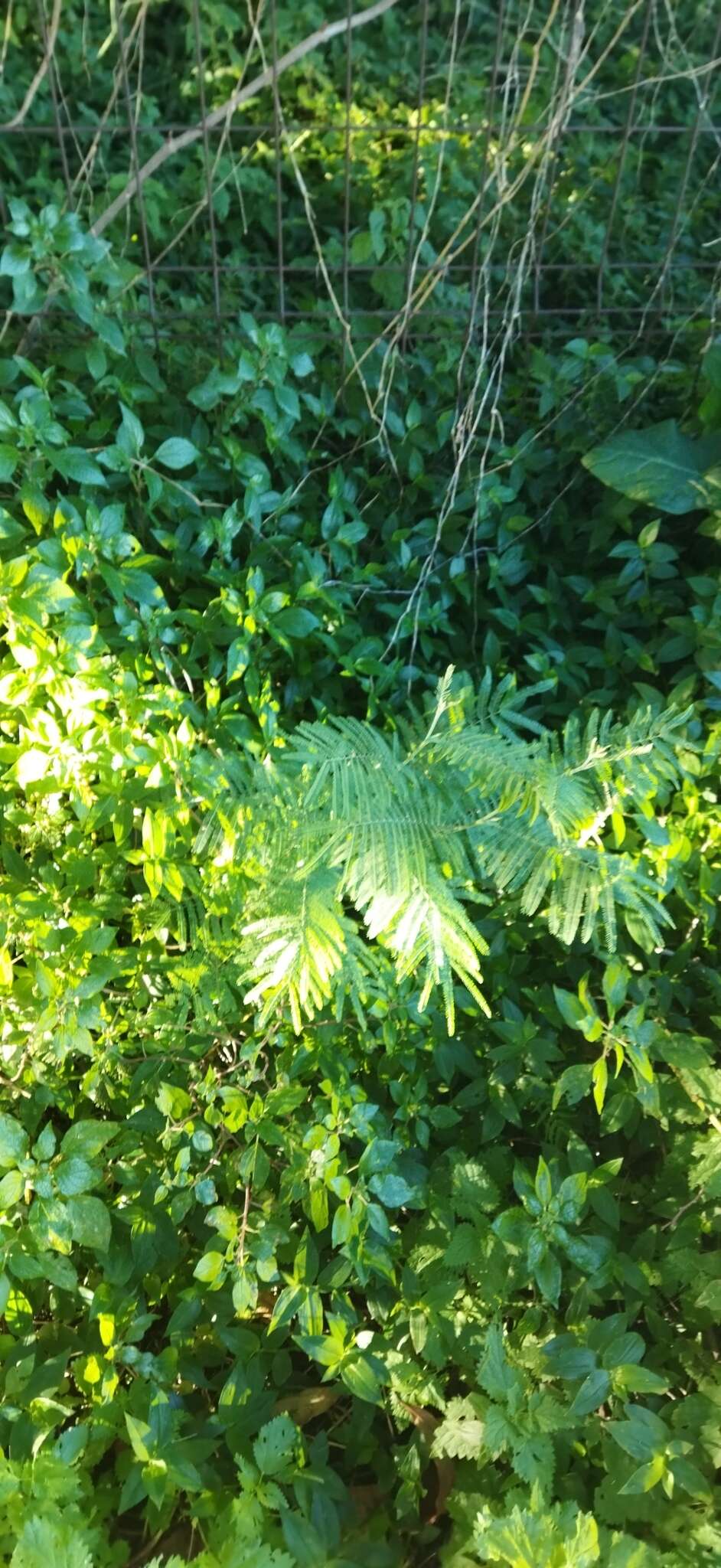 Image of Acacia dealbata subsp. dealbata