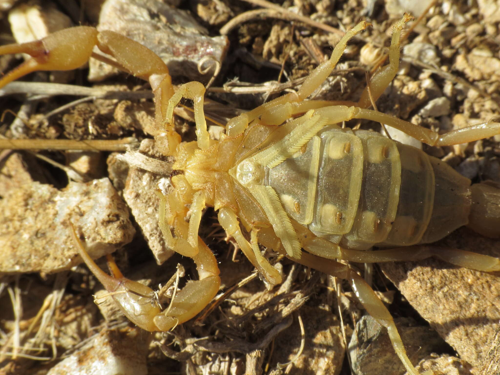 Image of Buthus montanus Lourenço & Vachon 2004