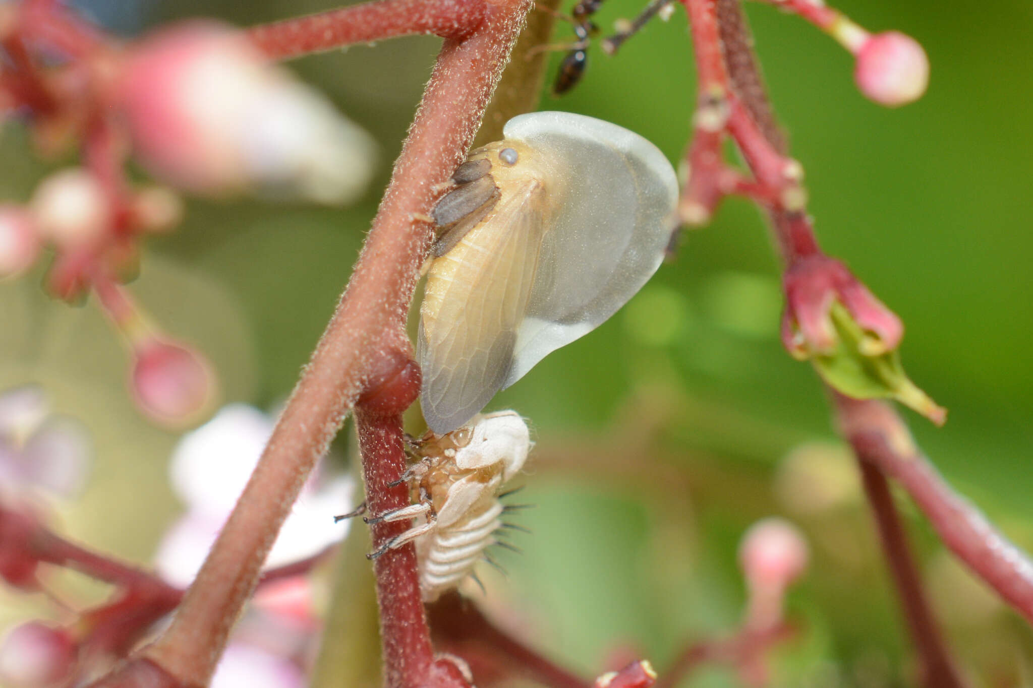 Image of Membracis dorsata Fabricius