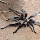 Image of Entre Rios Tarantula