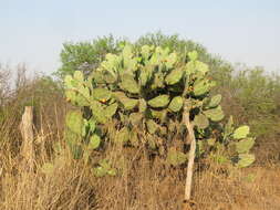 Image of Opuntia quimilo K. Schum.