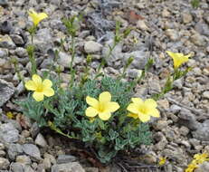 Linum pallasianum Schultes resmi