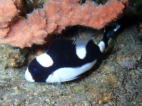 Image of Dotted sweetlips