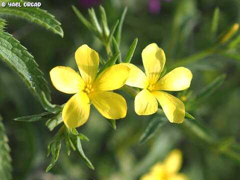 Слика од Linum nodiflorum L.