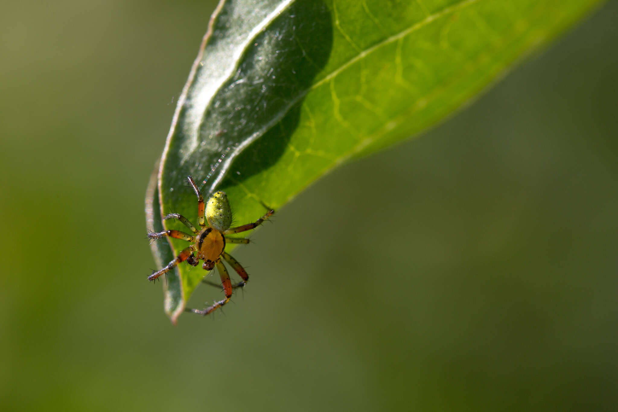 Image of Cucumber green spider