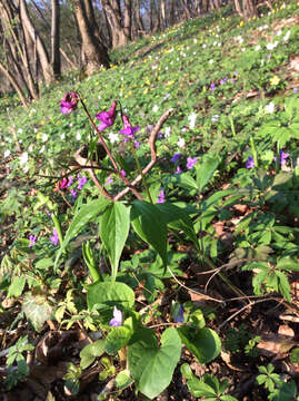 Lathyrus vernus (L.) Bernh. resmi