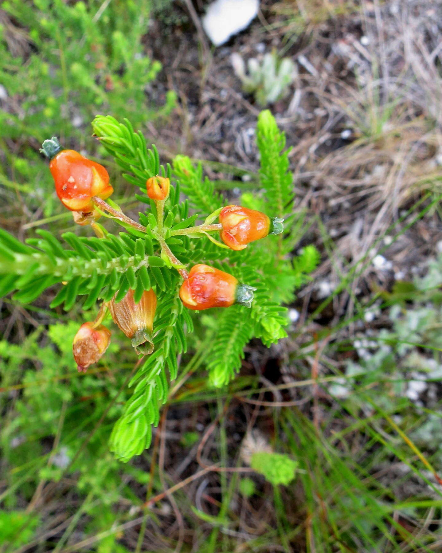 Image of Erica blenna var. blenna