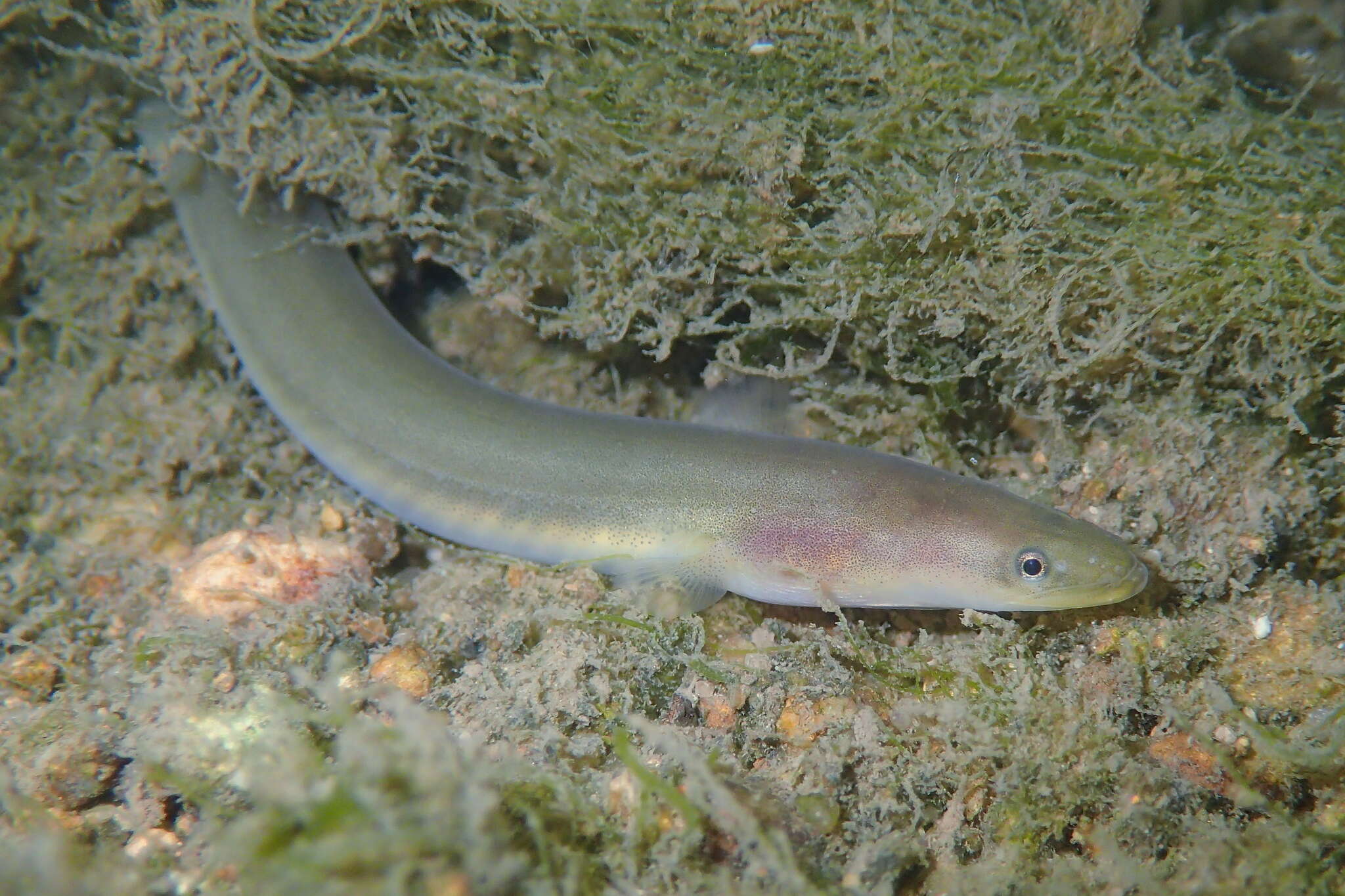 Image of Japanese Eel