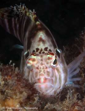 Image of Blotched Hawkfish