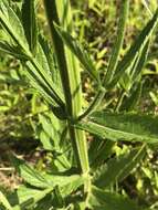 Image of Brazilian Vervain