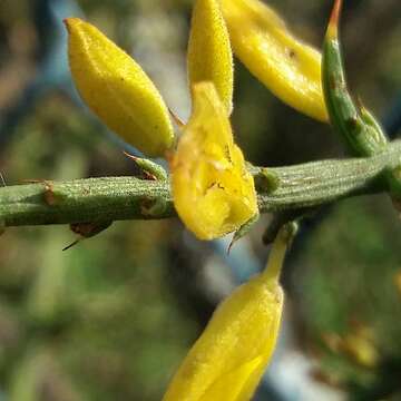 Ulex australis subsp. welwitschianus的圖片