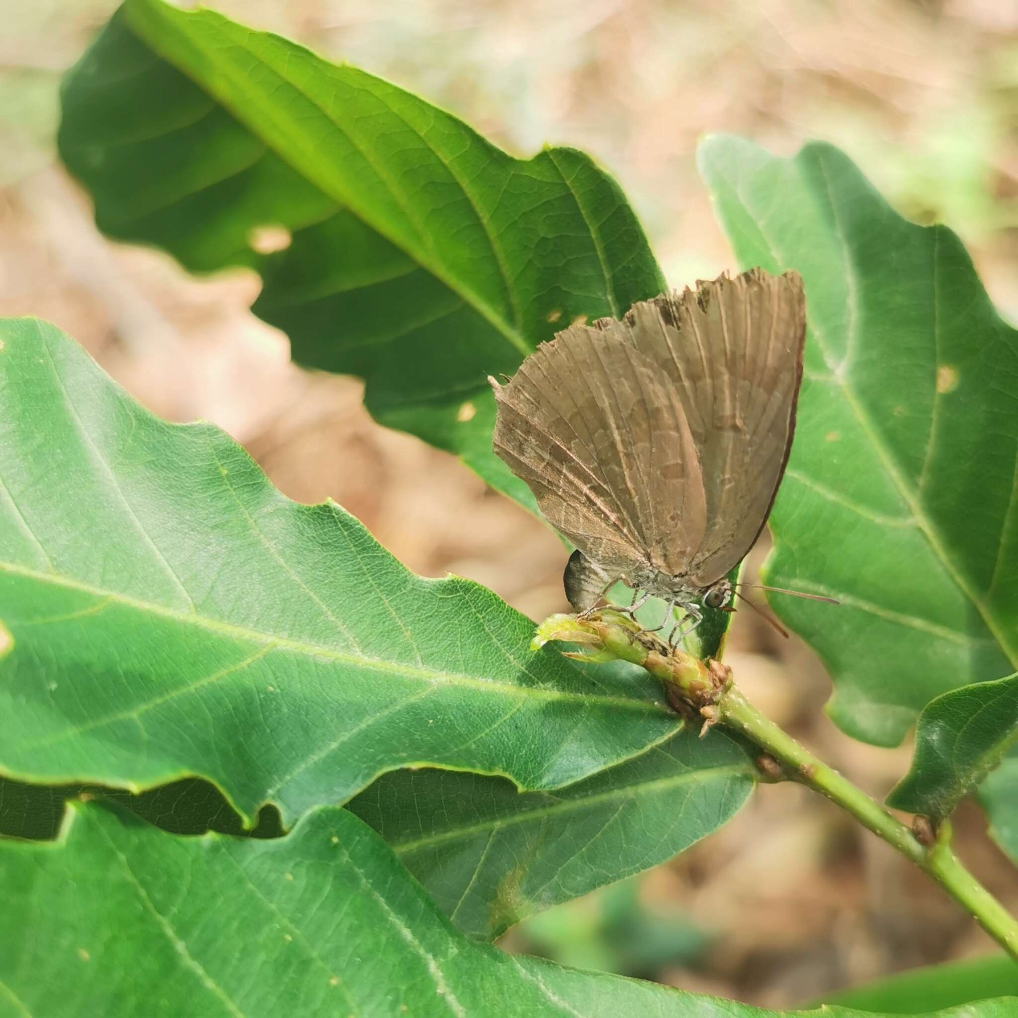 Plancia ëd Arhopala rama