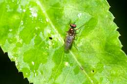 Image of Nothomyia calopus Loew 1869