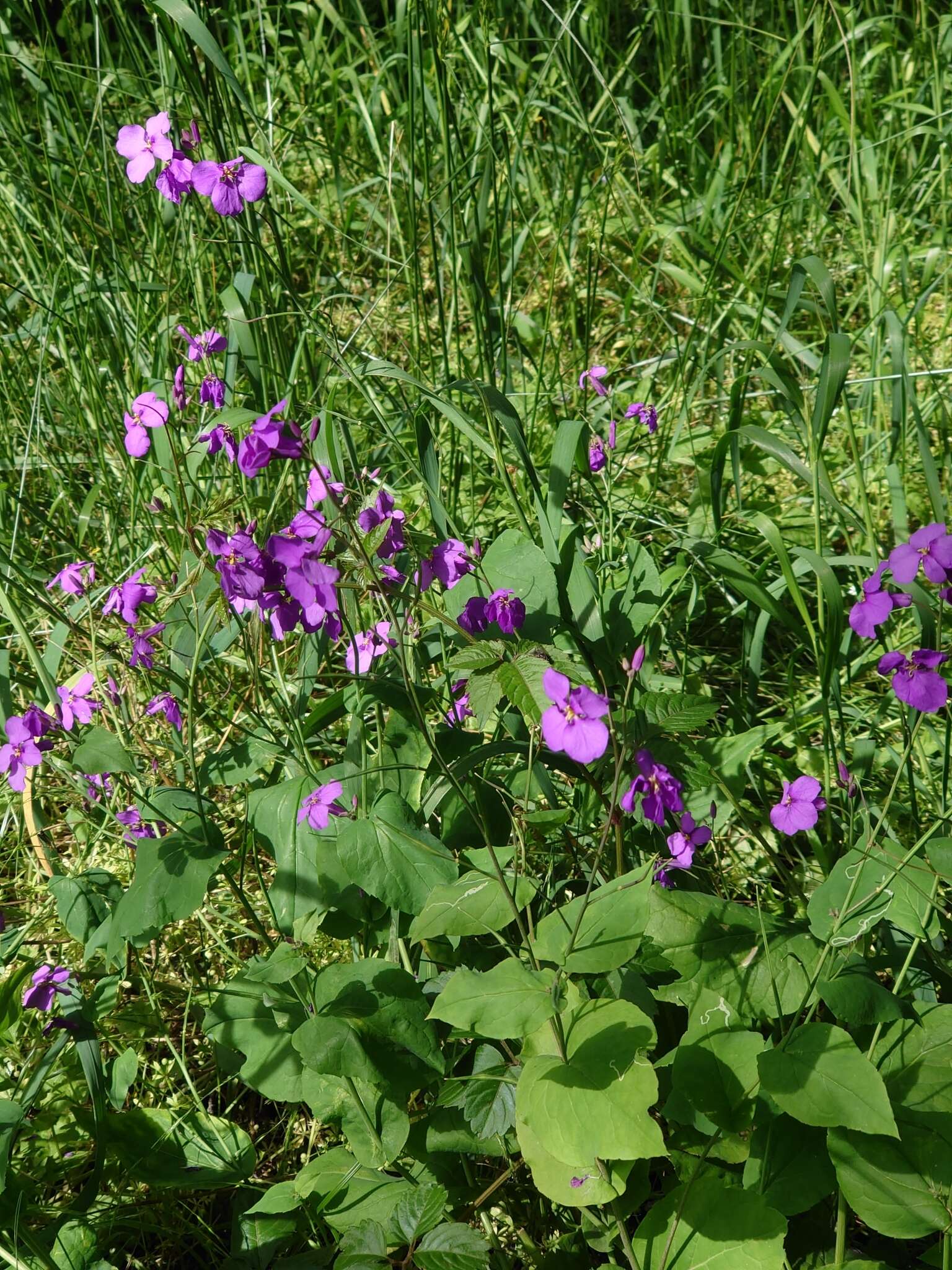 Imagem de Orychophragmus violaceus (L.) O. E. Schulz