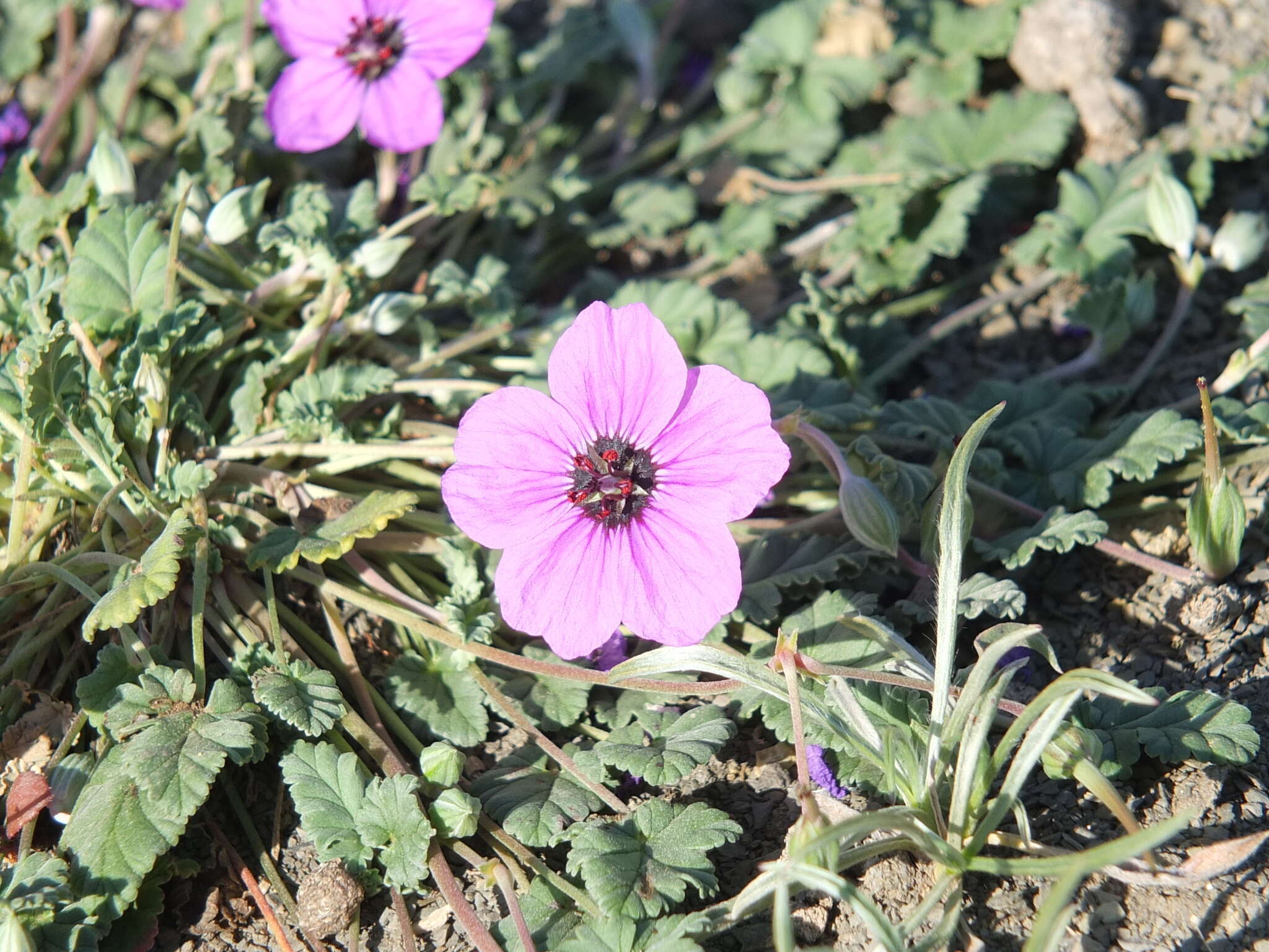 Image of Erodium guttatum (Desf.) Willd.