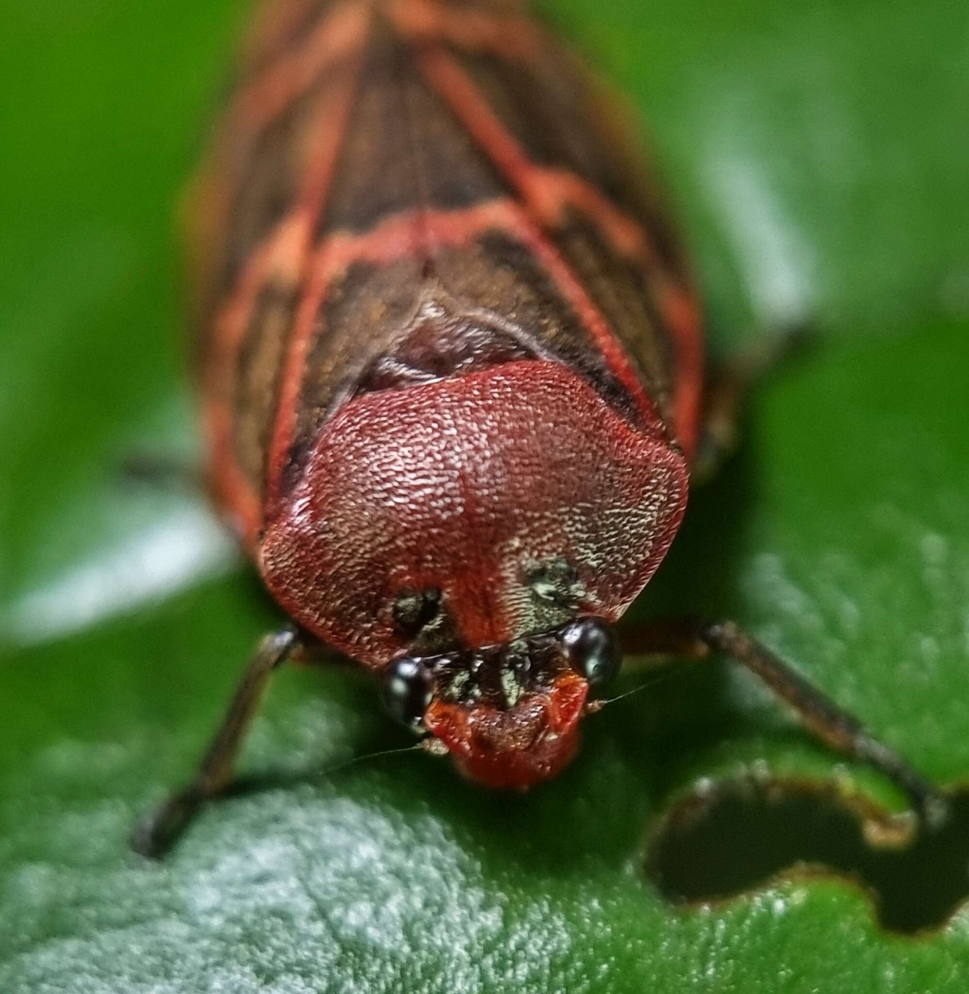 Image of Phymatostetha dislocata (Walker 1857)