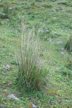 Plancia ëd Stipa splendens Trin.