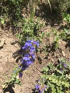 Image of Blue Penstemon