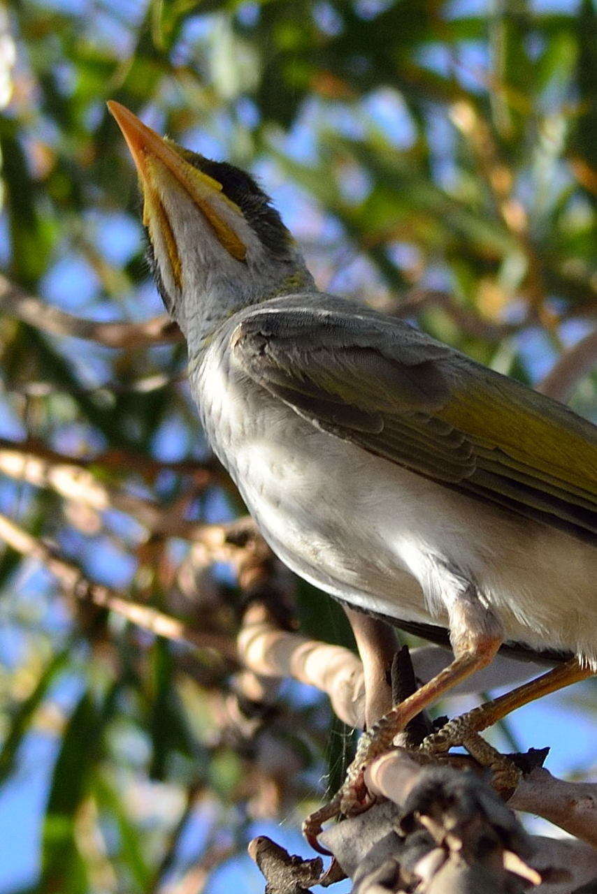 Image of Yellow-throated Miner