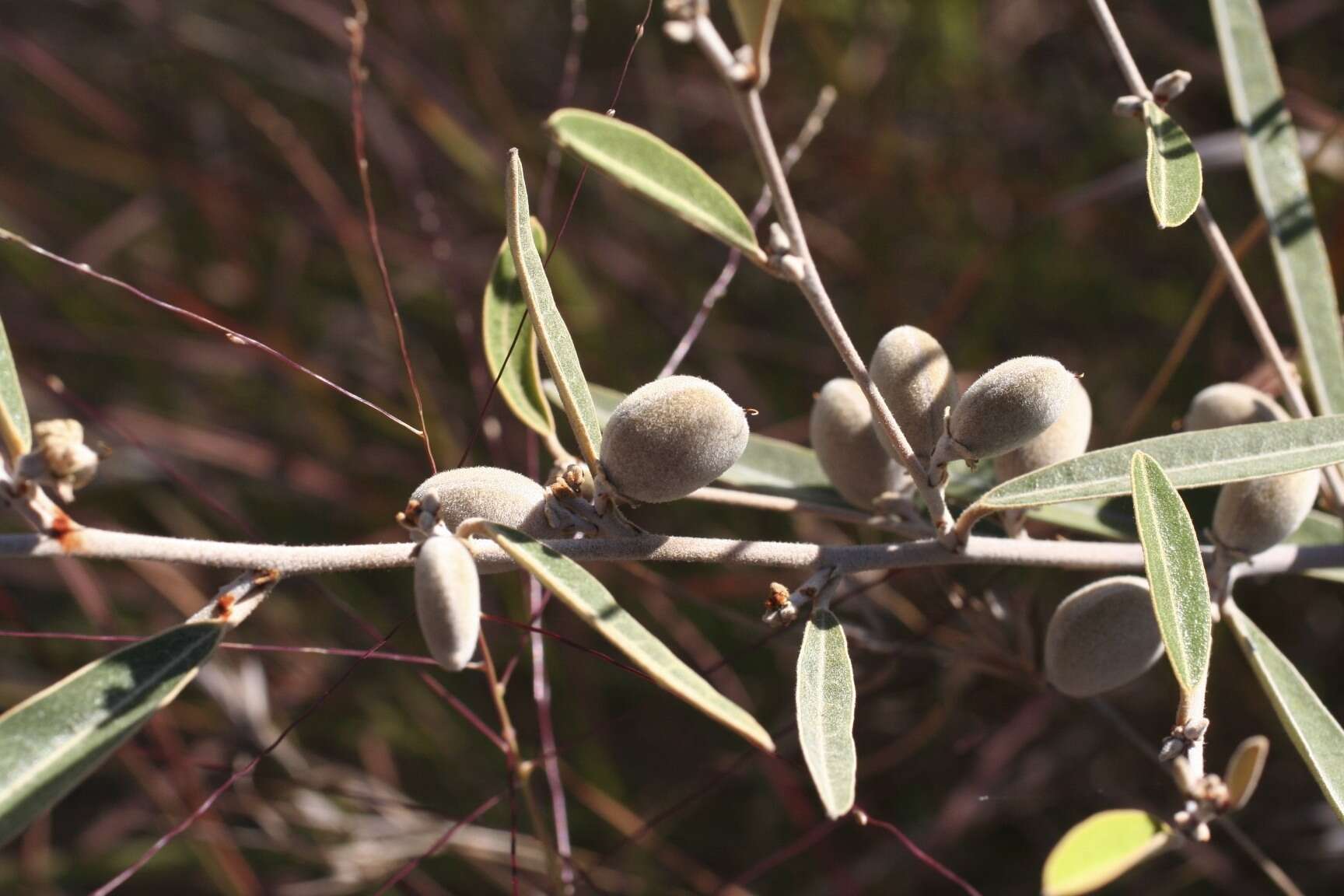 Image of Hovea parvicalyx I. Thomps.