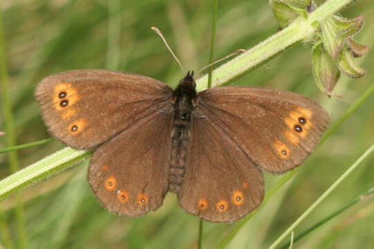 Image of Erebia medusa medusa