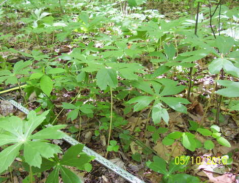 Image of northern spicebush