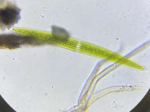 Image of Closterium acerosum