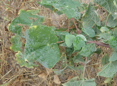 Imagem de Abutilon angulatum (Guill. & Perr.) Mast.