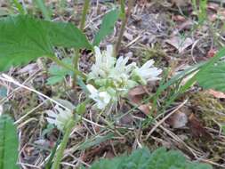 Image of Stone Bramble