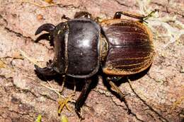 Image of Helms' stag beetle