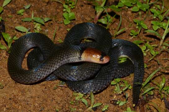 Image of Collared Snake-eater