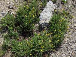 Image de Geum rossii var. turbinatum (Rydb.) C. L. Hitchc.