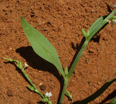 Image of Oxygonum alatum Burch.