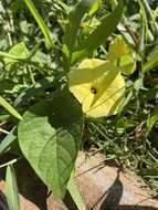 صورة Ipomoea ochracea (Lindl.) G. Don