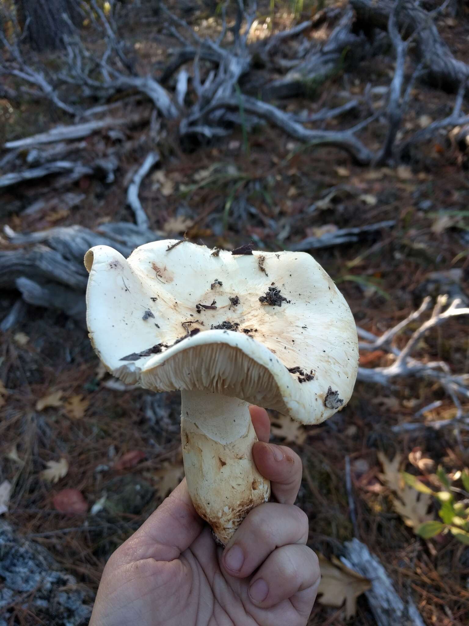 Image of White Matsutake