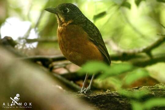 Image of Scaled Antpitta